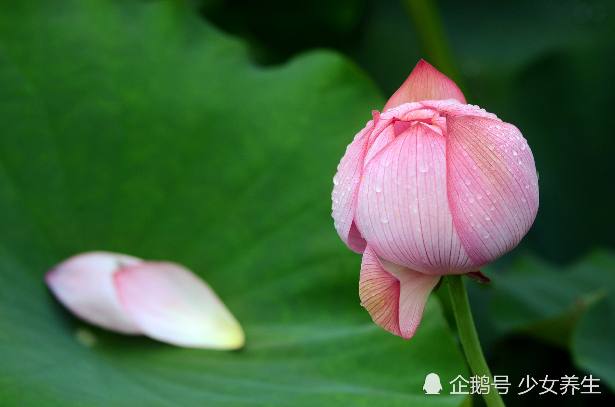 荷塘里,荷花次第开放,荷花高清壁纸