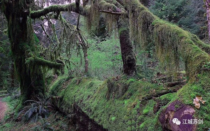 世界自然遗产,神秘的湖北神农架原始森林一瞥