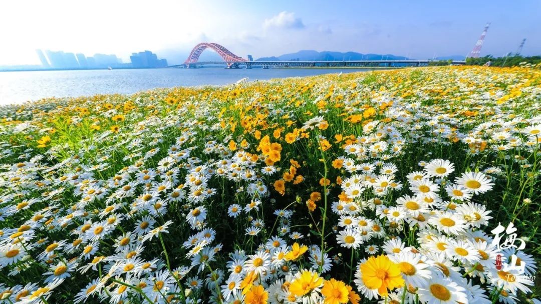 家门口的这处人间仙境,承包了初夏最火的花海!