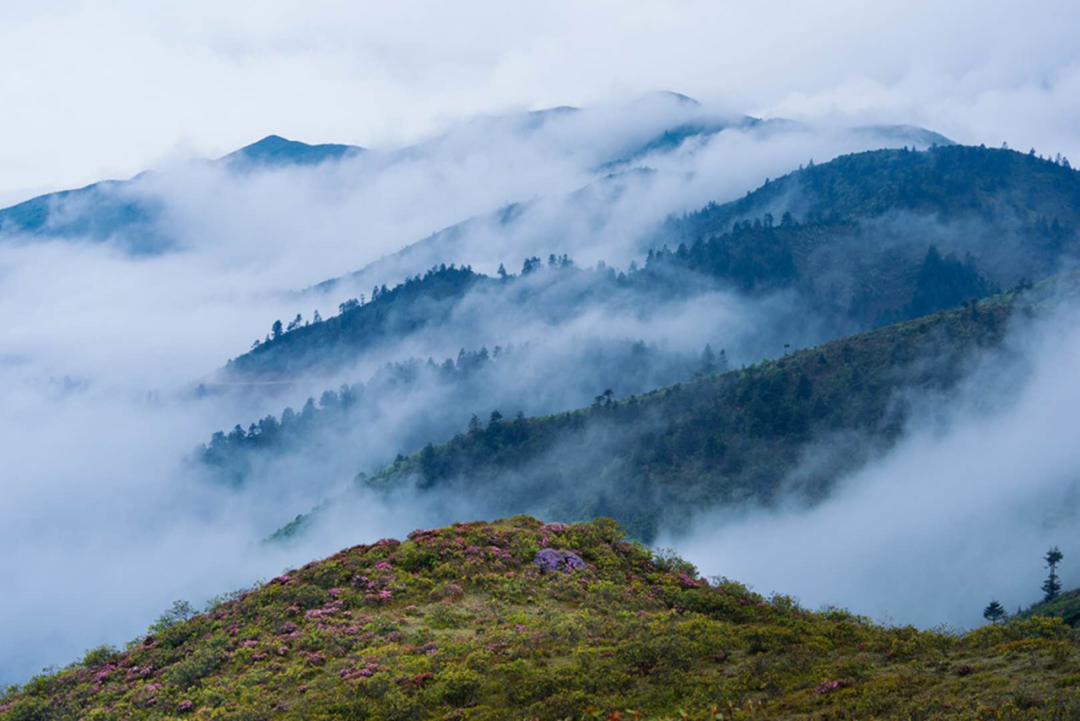 这个夏天,相约去金阳看高山花海