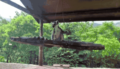 六一儿童节到啦 让我们一起去 青野zoo直播 看动物宝宝扎堆卖萌吧 1