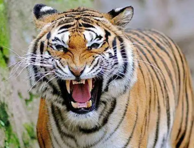 为什么老虎吃过人后,就一定要杀掉?真相令人胆寒