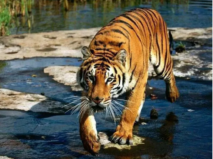 为什么老虎吃过人后,就一定要杀掉?真相令人胆寒