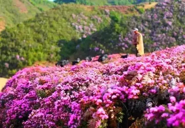 杜鹃花,花海,云南,马鹿塘,杜鹃花海