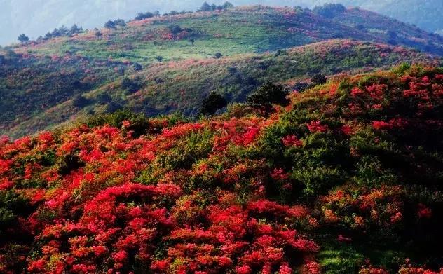 杜鹃花,花海,云南,马鹿塘,杜鹃花海