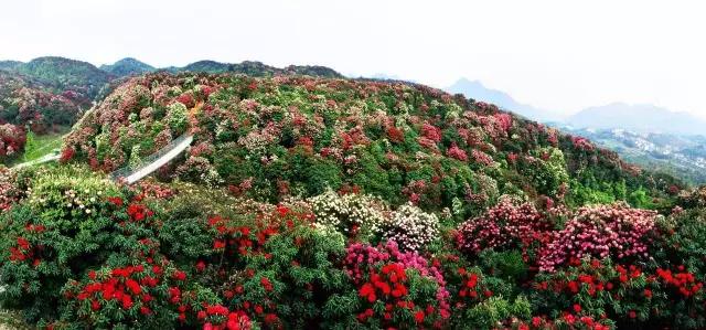 云南6月最美的10大杜鹃花海,你去过哪几个?