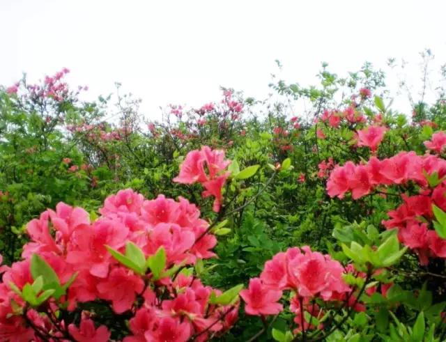 云南6月最美的10大杜鹃花海,你去过哪几个?