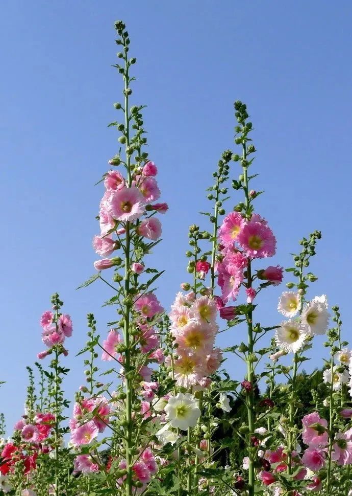 成都街头最美的串串:蜀葵花