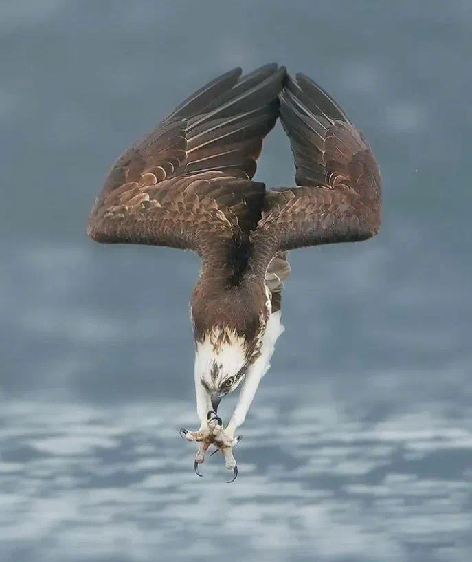 7,鹰入水抓鱼的姿势,总会让人以为它的爪子是手,翅膀是腿.