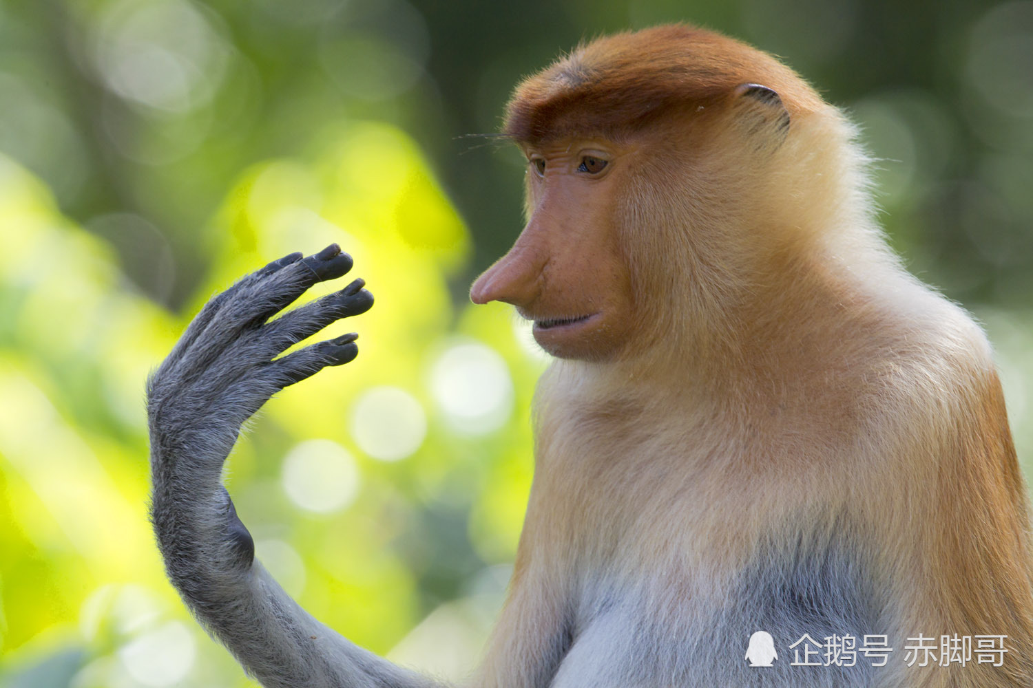长鼻猴:在马来语中被称为bekantan,是东南亚婆罗洲岛特有的红褐色树栖