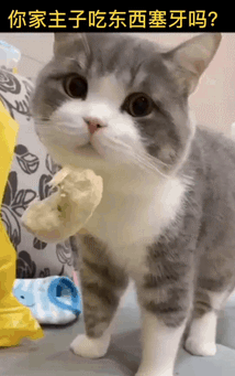 一大早就看见我家猫在练瑜伽,而且还是睡着的哈哈哈这特么也太可爱了