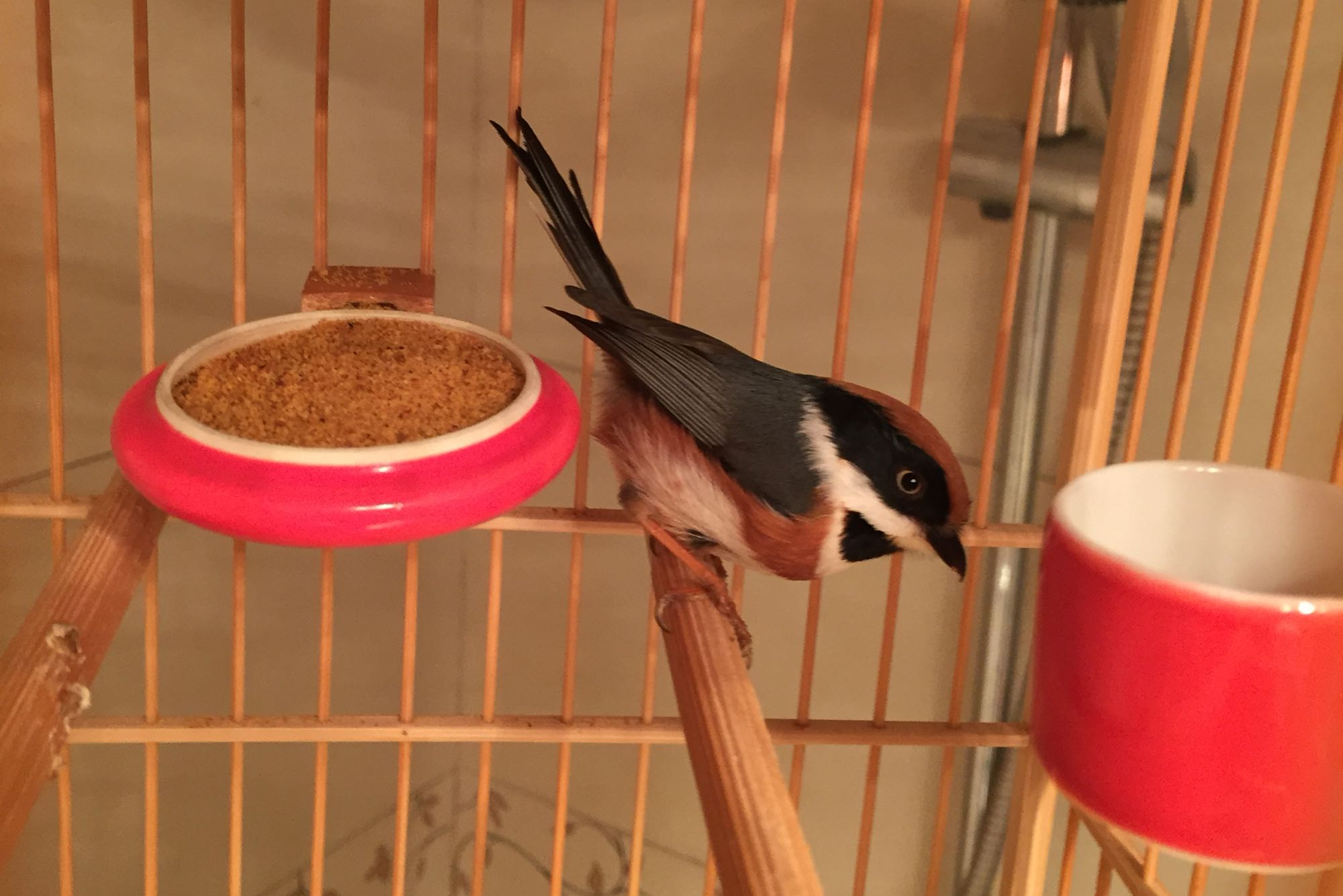 小熊猫,红头长尾山雀,山雀,鸟,宠物