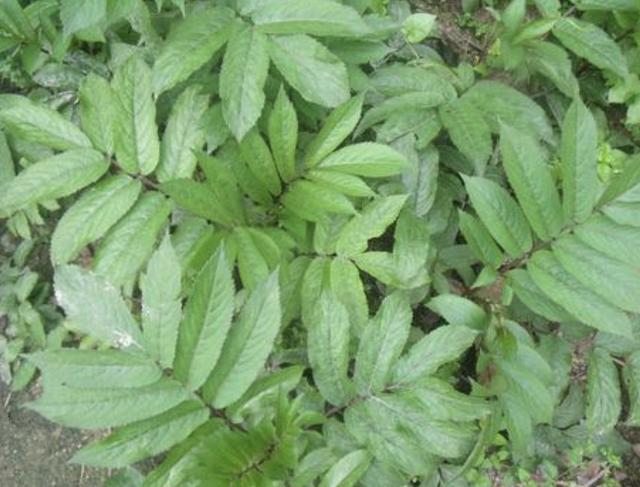 在农村,生长着1种"接骨草",枝条上挂满果子,比岩黄连值钱!