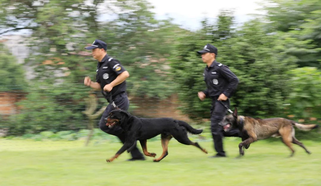 训导员带警犬进行搜扑训练