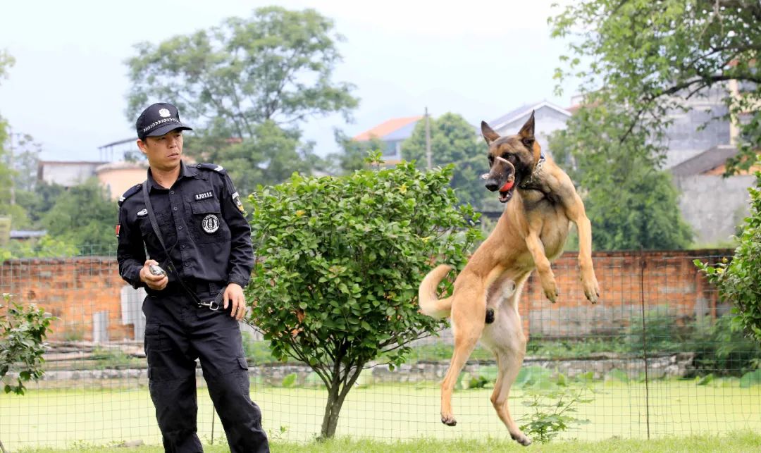 训导员带警犬进行技能训练