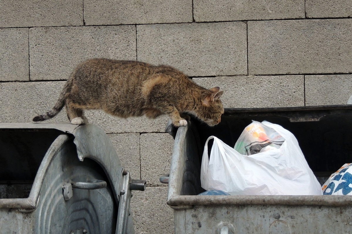 流浪猫可以通过捕猎获得食物,但现代,老鼠基本上已消声灭迹,城市中的