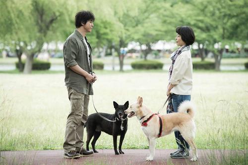 导盲犬小q,人狗奇缘,爱犬的奇迹,忠犬八公的故事,一条狗的使命