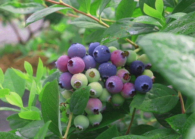 蓝莓采摘正当时 "莓"好时光 走进园区,你会看见大片低矮的蓝莓树一排