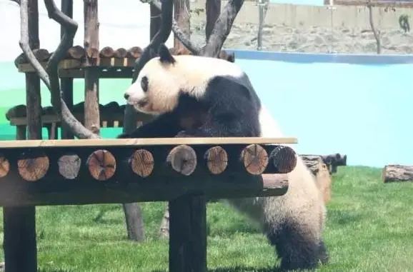 鞍山市二一九动物园暨大熊猫馆正式开园