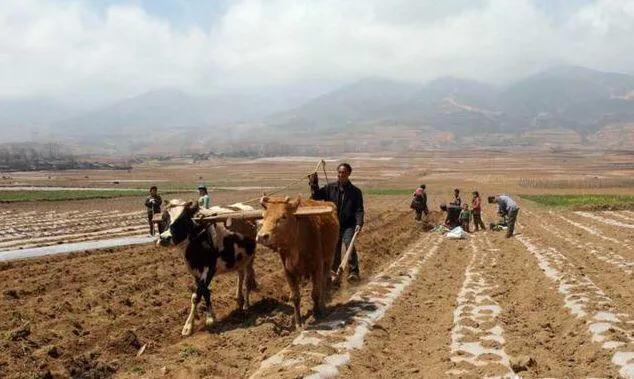 农民都不回农村种地了,对粮食价格会有影响吗?答案你万万想不到