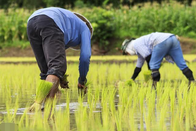 提高粮价,就能提高农民种地的积极性?粮食价格到底该不该提高?