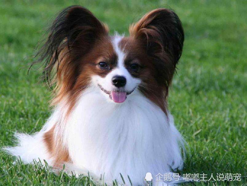 八个具有"小可爱"标签的犬种,快来看看,你家的狗狗上榜了吗?