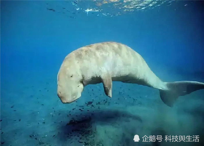 儒艮