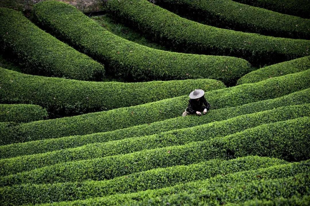 国际茶日,共品茶香茶韵,再谈茶园采摘