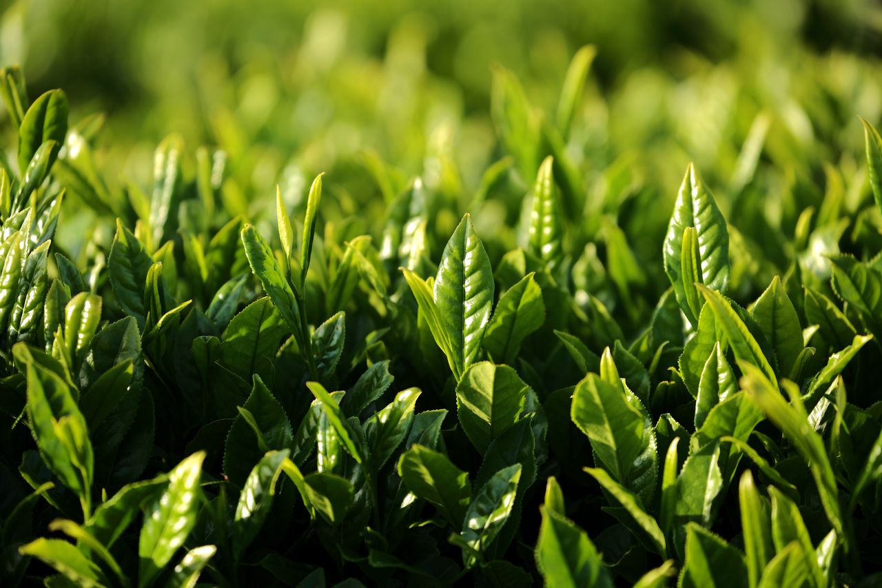 国际茶日,共品茶香茶韵,再谈茶园采摘