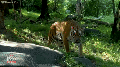 印度一群猴子抢走新冠病毒检测样本,猩球崛起魔幻上演