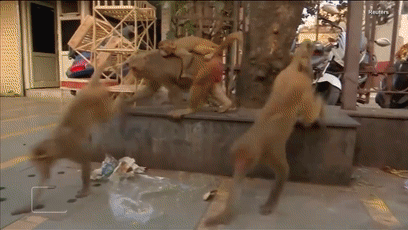 印度一群猴子抢走新冠病毒检测样本,猩球崛起魔幻上演