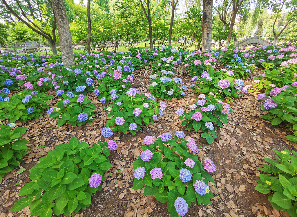绣球公园,绣球花,南京,江苏