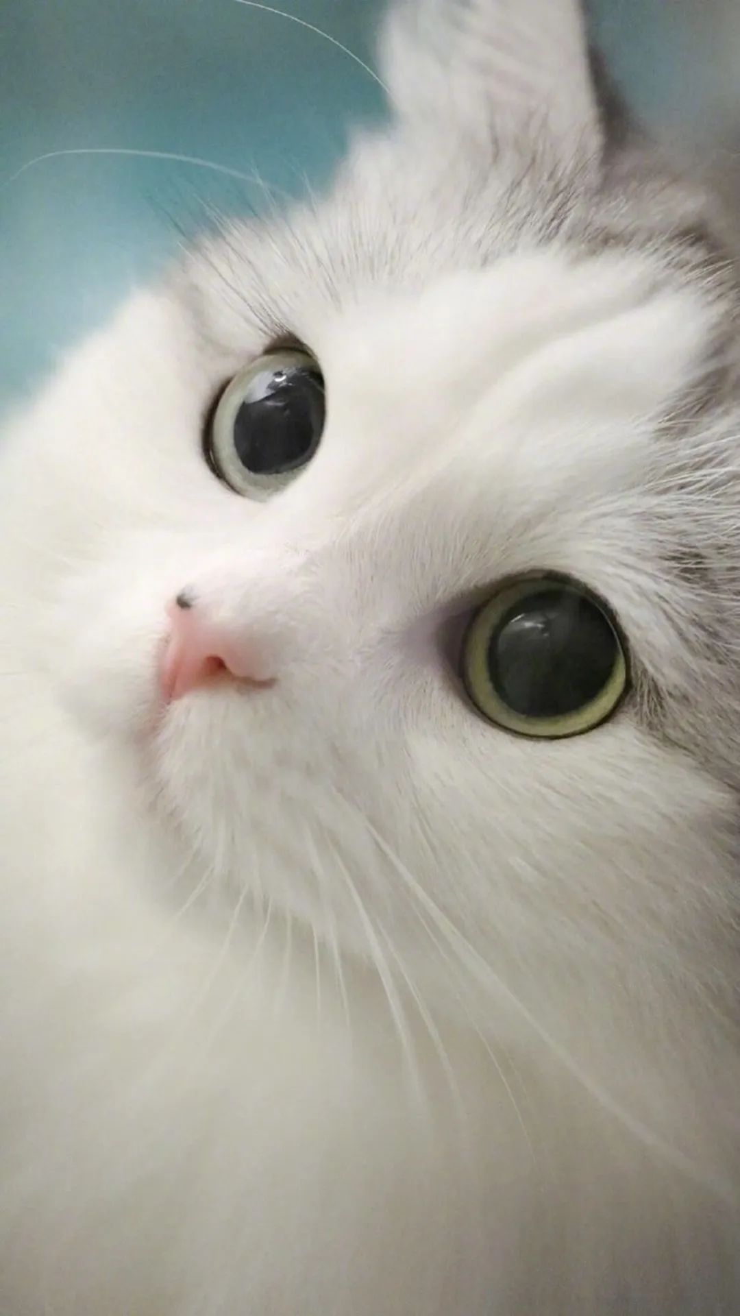 通用屏壁纸 萌系可爱猫
