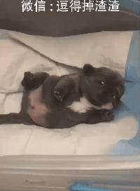 搞笑gif段子:难道你们喝咖啡都不放香菜的吗?