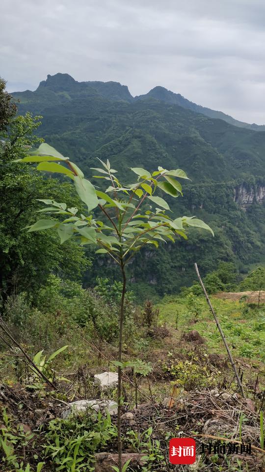 村民在山上种植的经济林木黄柏树,其树皮,种子能入药,可增加村民的