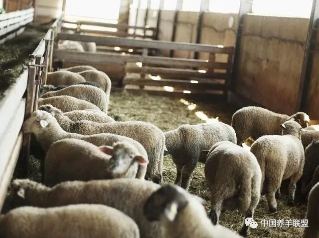 如何建设散养羊圈?4个方面是重点:羊床,出粪口,发酵池