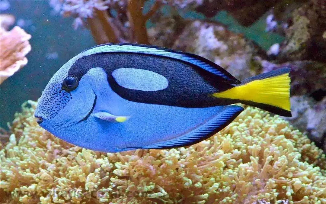 俗称蓝唐王鱼,蓝倒吊鱼.通体蓝色,身上有黑色斑纹,尾部有黄色色块.