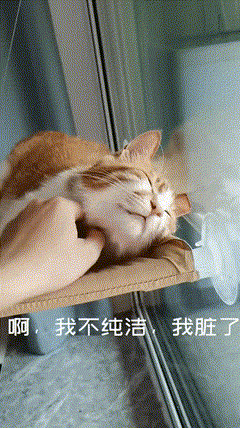 猫咪一回头,发现主人在抱别的猫,气得站起来骂骂咧咧