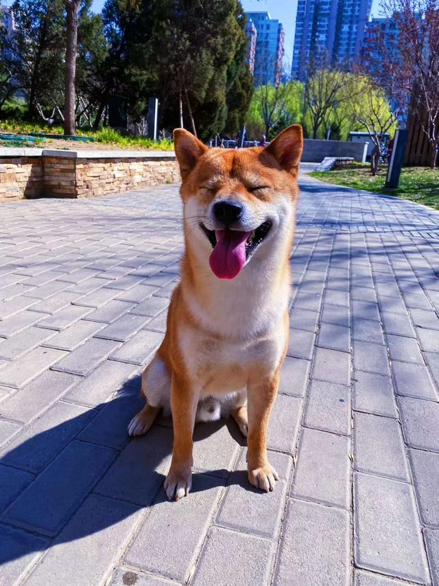 柴犬过于敏感,主人帮柴犬狗狗擦身,怎料它扭头就把主人咬到流血