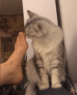 猫奴,猫咪,oli
