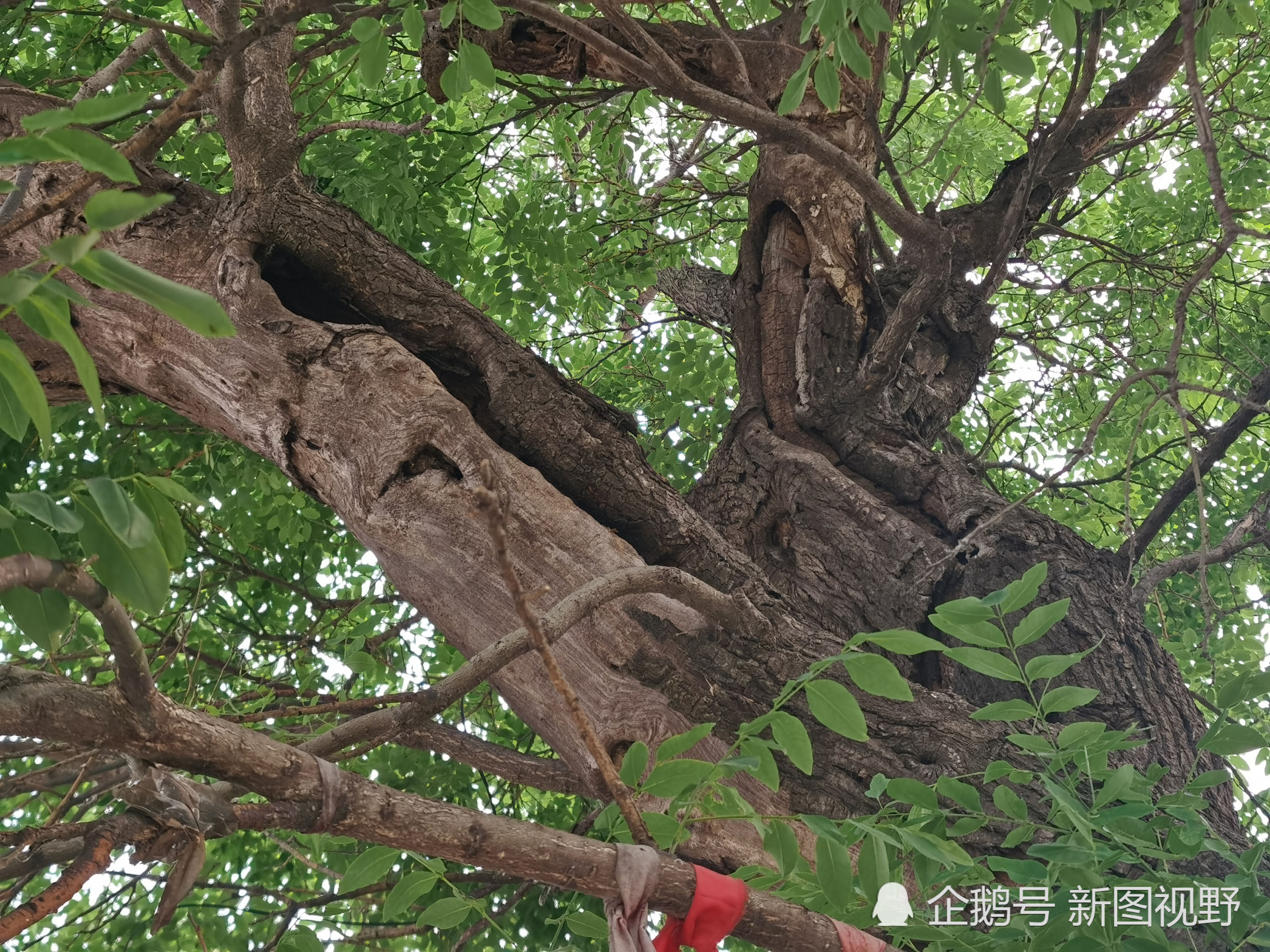 古树名木,绿化,树木植物,农村,植物保护