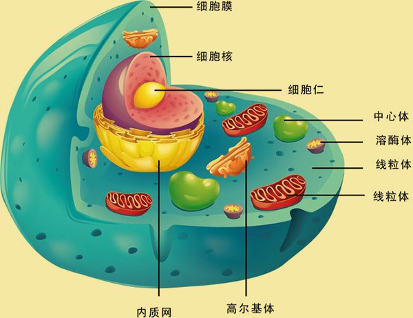 线粒体,细菌,细胞