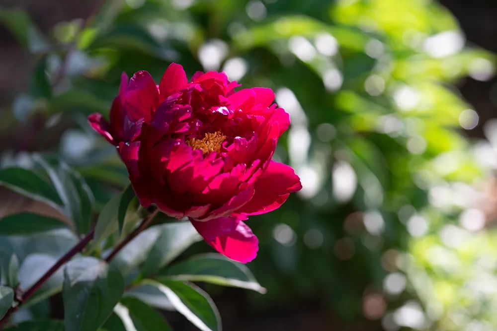 芍药,牡丹花