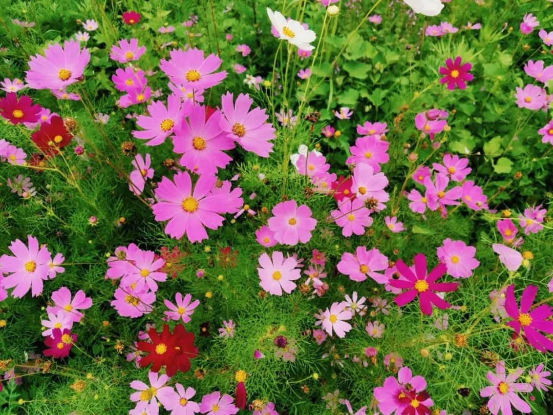 格桑花,天宝,安康