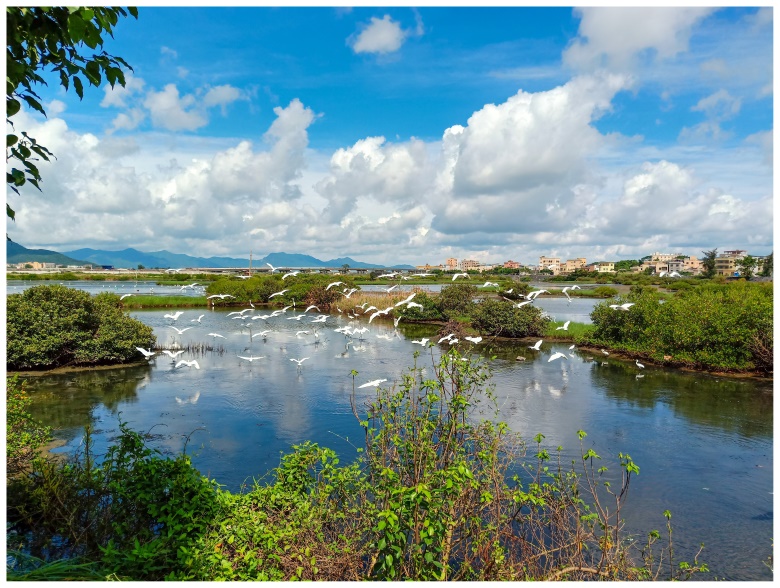 盐洲岛,惠州,红树林湿地公园,红树林,白沙村,盐洲