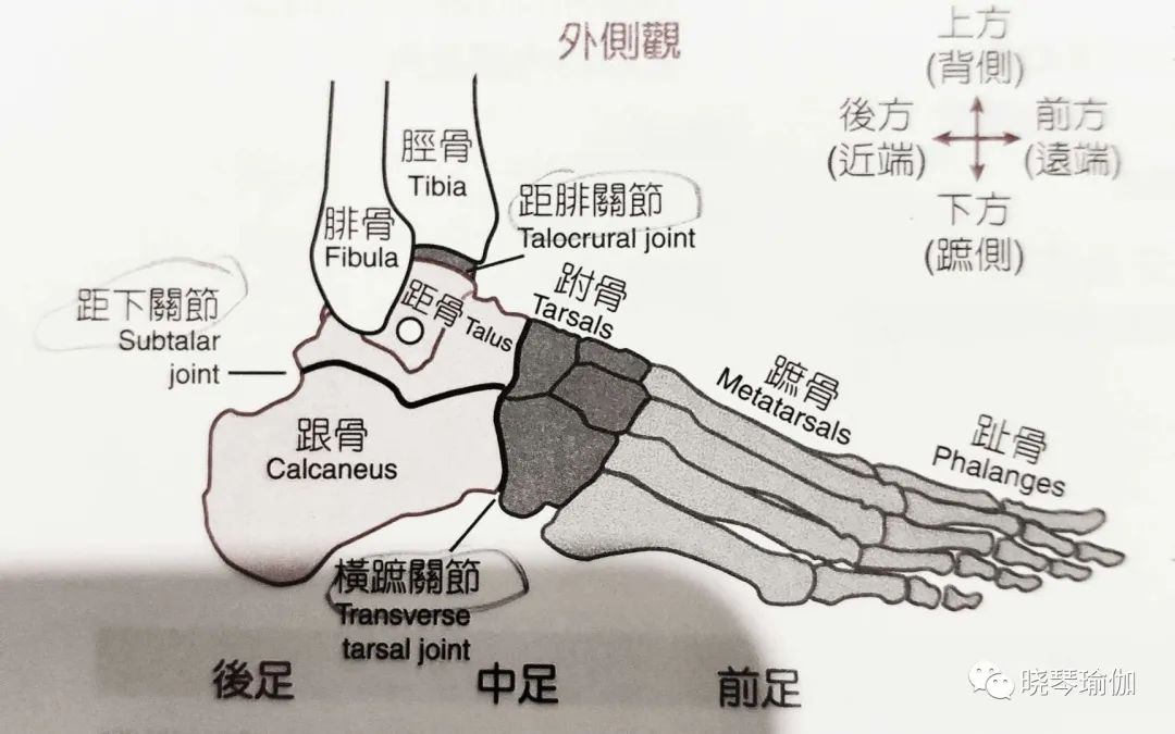 肌肉,脚踝,跑步,筋膜,泡沫轴,足弓