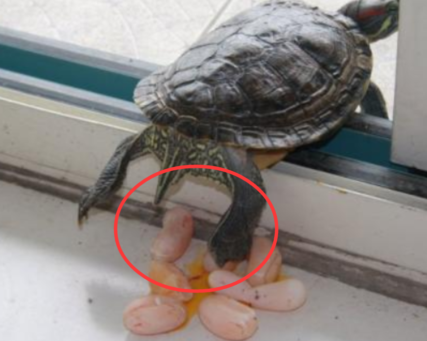乌龟在家里下蛋,主人拿来当鸡蛋煎着吃,出锅那一刻却傻眼了