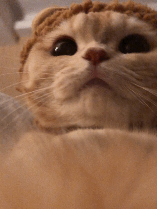 头像,表情包大户,全网萌宠顶流,每天都有百万明星粉丝