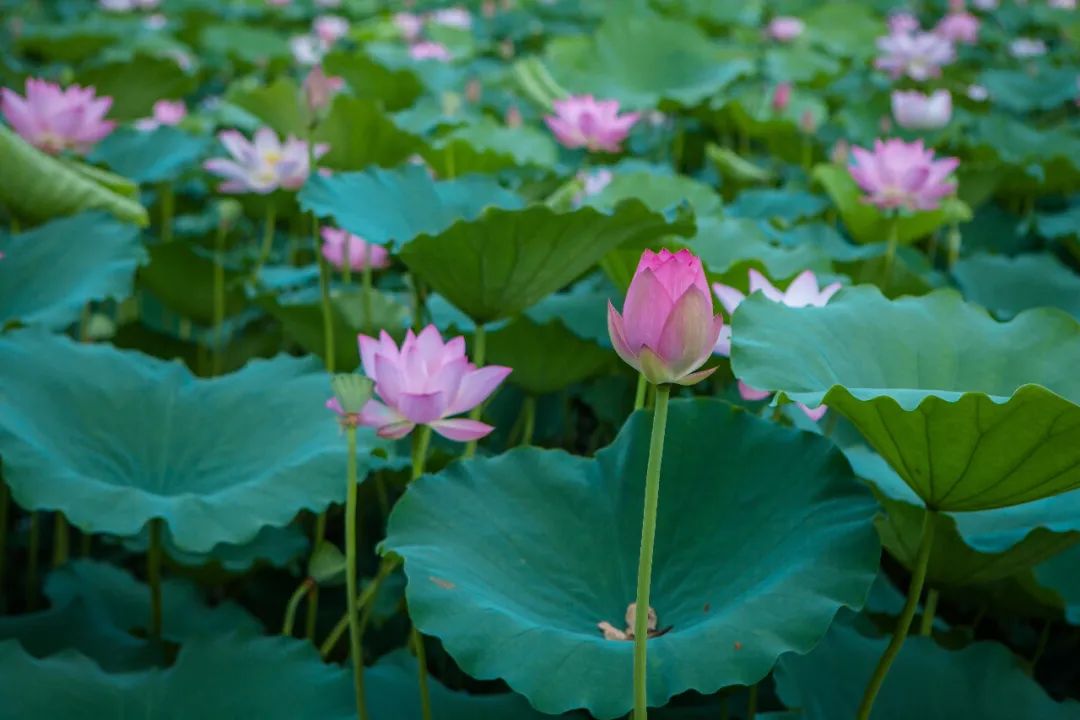 并蒂莲,三水荷花世界,三水,白坭镇,南村,人民大会堂,岭南,村委会,古镇