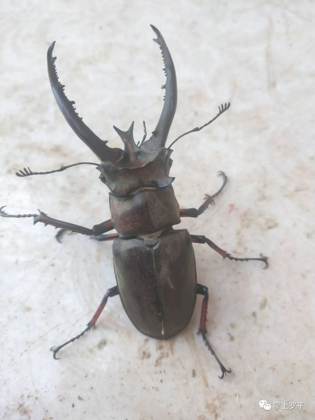 罗平一村民树林中发现大甲虫,体长约8cm头上长犄角!你